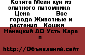 Котята Мейн-кун из элитного питомника › Цена ­ 20 000 - Все города Животные и растения » Кошки   . Ненецкий АО,Усть-Кара п.